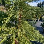 Sekvojovec mamutí (Sequoiadendron giganteum) - výška: 175-200 cm, kont. C70L